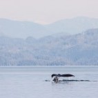 Humpback whale tail in Vancouver Island