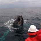 Whale watching for humpback whales off the coast of Newfoundland, Canada.