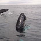 Whale watching for humpback whales off the coast of Newfoundland, Canada.