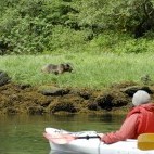 Grizzly bear and kayaker in Khutzeymateen, Canada.