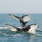 Humpback whale in the Bay of Fundy, Canada