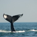 Humpback whale in the Bay of Fundy, Canada