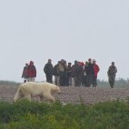 Polar bear in Hudson Bay, Canada.