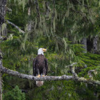 American bald eagle near the Johnstone Strait, Canada