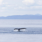 Humpback whale in Johnstone Strait, Canada