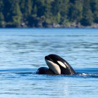 Orca in Johnstone Strait, Canada