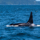 Orca in Johnstone Strait, Canada