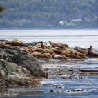Steller's sea lion near the Johnstone Strait, Canada