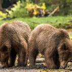 Grizzly bear in Khutzeymateen, Canada