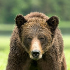 Grizzly bear in Khutzeymateen, Canada