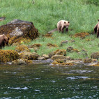 Grizzly bear in Khutzeymateen, Canada