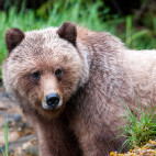Grizzly bear in Khutzeymateen, Canada
