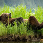 Grizzly bear in Khutzeymateen, Canada