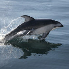 Pacific white-sided dolphin in Khutzeymateen, Canada.