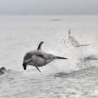 Pacific white-sided dolphin in Knight Inlet, Canada