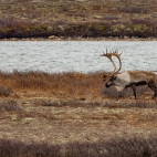 Caribou in Canada
