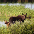 Moose in Canada