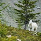 Mountain goat in Yoho National Park, Canada