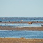 Polar bears near Nanuk Polar Bear Lodge in Canada.