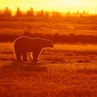 Polar bears near Nanuk Polar Bear Lodge in Canada.