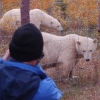 Polar bears near Nanuk Polar Bear Lodge in Canada.