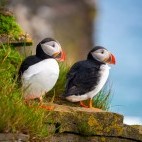 Atlantic puffin in Newfoundland, Canada