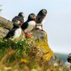 Atlantic puffin in Newfoundland, Canada