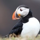 Atlantic puffin in Newfoundland, Canada