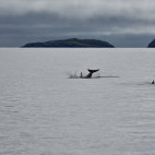 Atlantic white-sided dolphin in Newfoundland, Canada