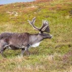 Caribou in Newfoundland, Canada