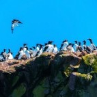 Common murre in Newfoundland, Canada