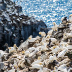 Gannet colony in Newfoundland, Canada