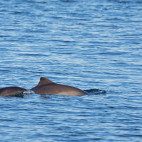 Harbour porpoise in Newfoundland, Canada