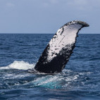 Humpback whale fluke in Newfoundland, Canada