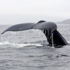 Humpback whale tail in Newfoundland, Canada