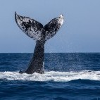 Humpback whale tail in Newfoundland, Canada