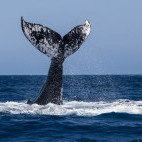 Humpback whale in Newfoundland, Canada