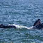 Humpback whale in Newfoundland, Canada