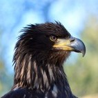 Juvenile bald eagle in Newfoundland, Canada