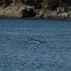 Minke whale in Newfoundland, Canada