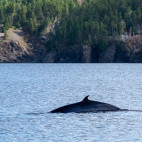 Minke whale in Newfoundland, Canada.