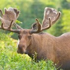 Moose in Newfoundland, Canada
