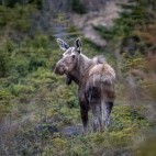 Moose in Newfoundland, Canada