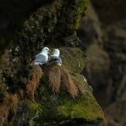 Northern fulmar in Newfoundland, Canada