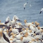 Northern gannets in Newfoundland, Canada