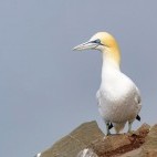 Northern gannet in Newfoundland, Canada