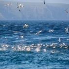 Northern gannet and shearwater in Newfoundland, Canada