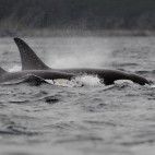 Pair of orcas in Newfoundland, Canada