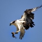 Osprey in Newfoundland, Canada
