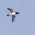 Razorbill in Newfoundland, Canada